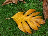 Verfärbtes Blatt am Boden - Praslin